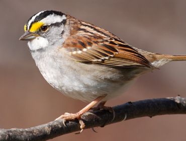 Avistamiento de Aves
